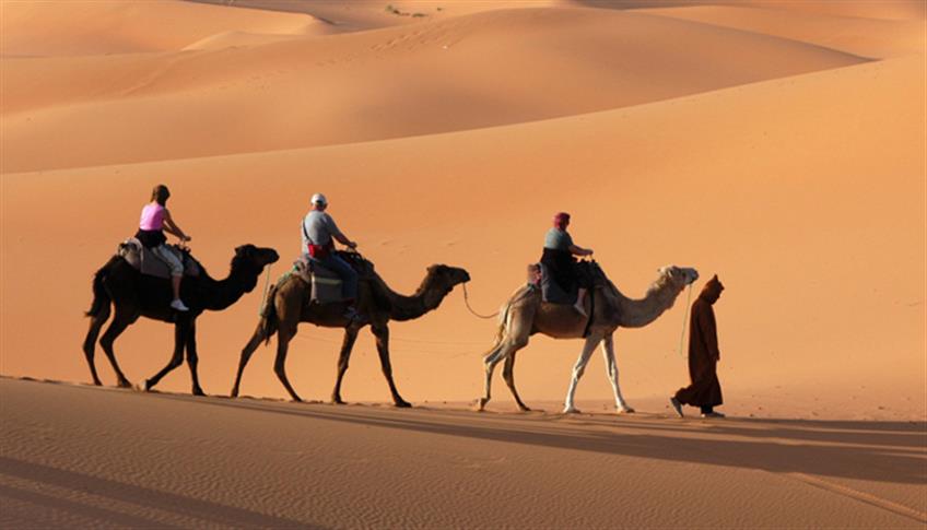 Il dromedario, soprannominato 'nave del deserto' Il dromedario, soprannominato 'nave del deserto'